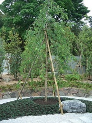 土留瓦敷きとタマリュウ植栽